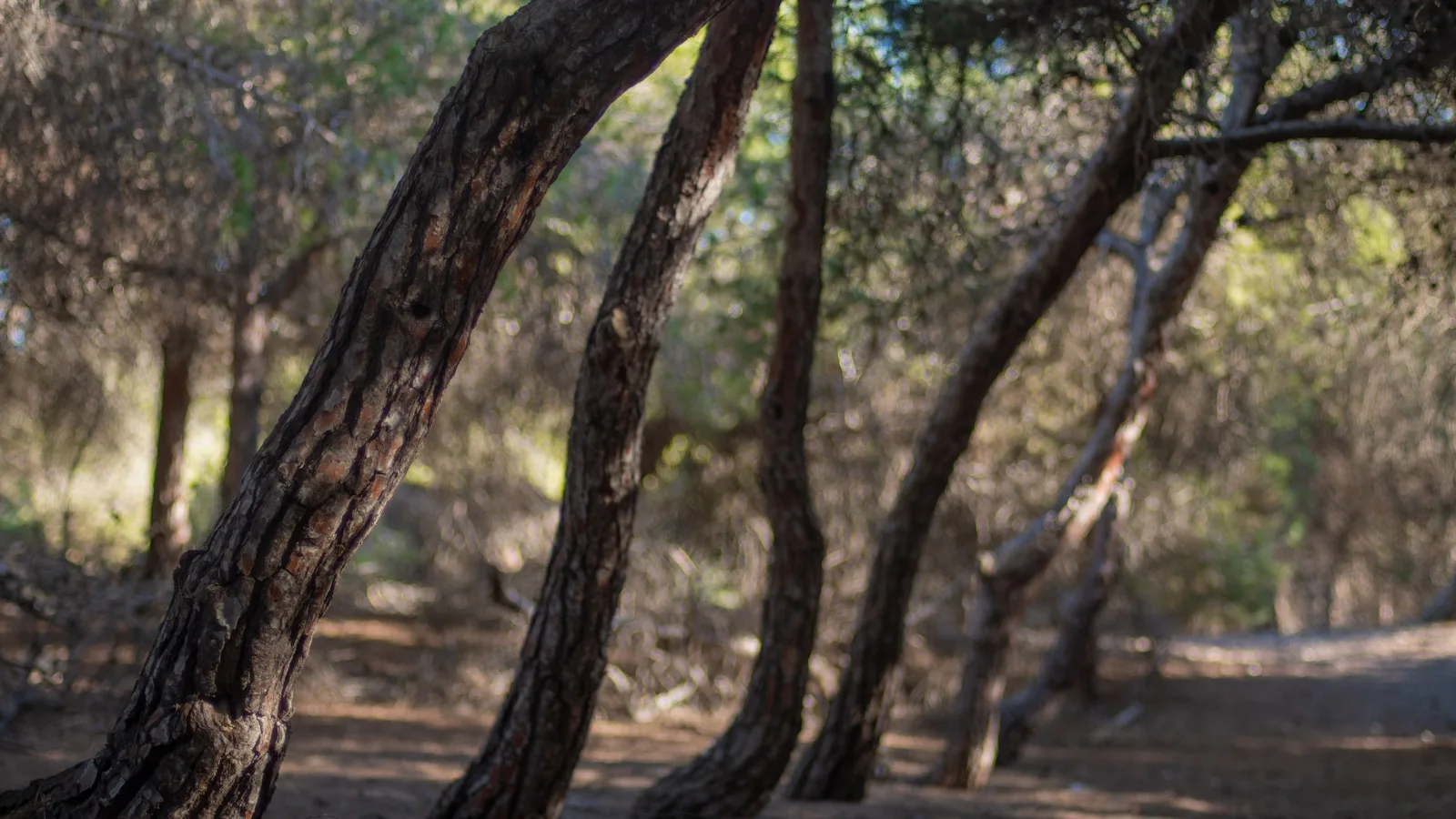 El Sabinar : la forêt des genévriers tordus