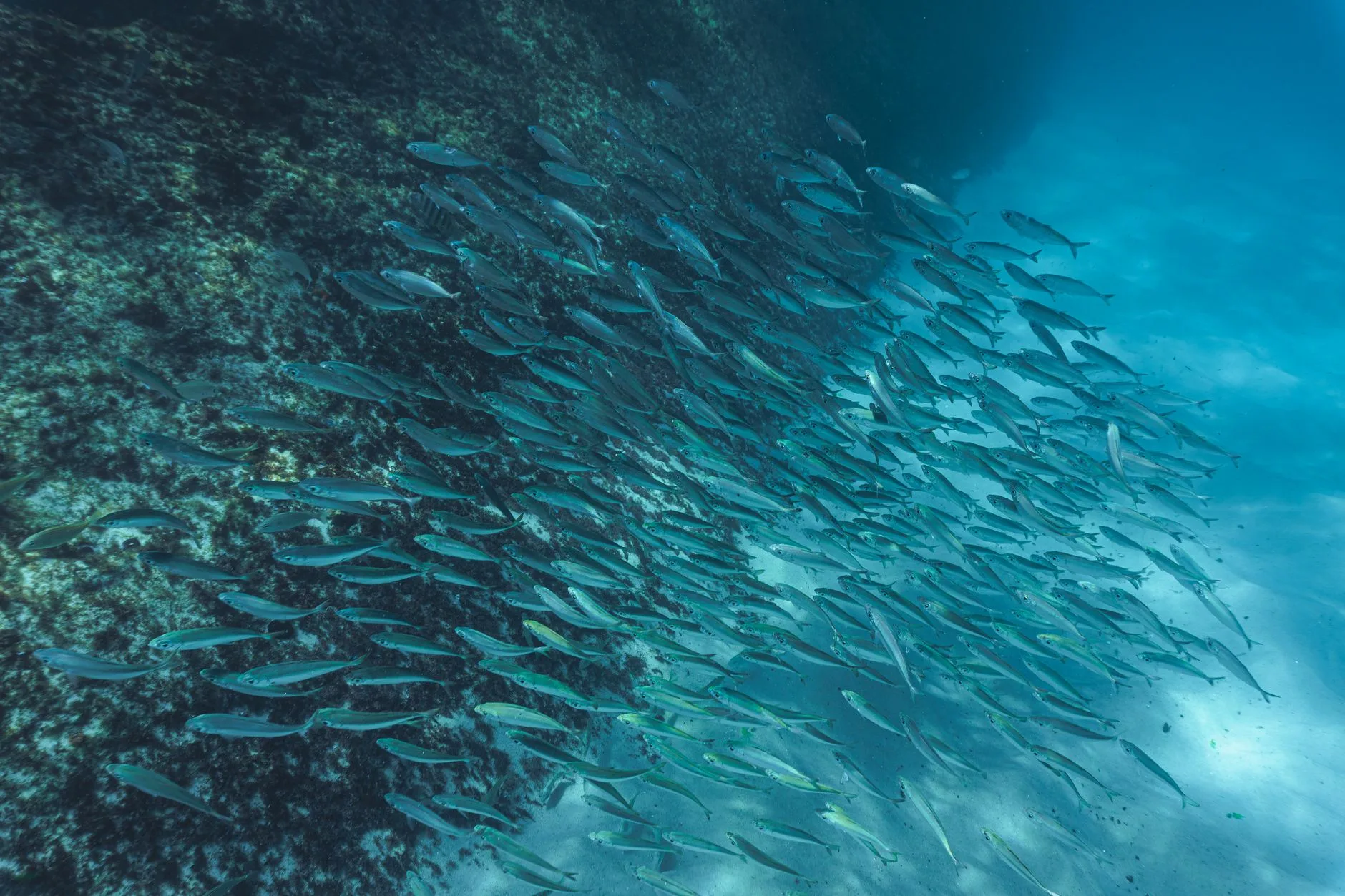 La Mar de las Calmas : plongée dans la réserve marine
