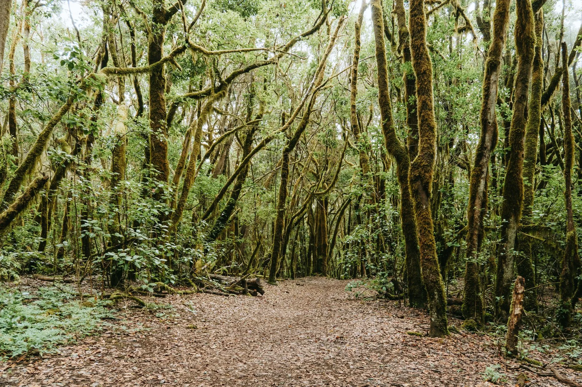 Le Parc National de Garajonay : la forêt primaire des Canaries