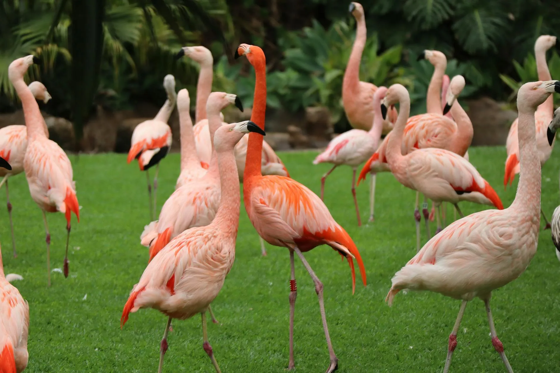 Loro Parque : le parc zoologique le mieux noté d'Europe