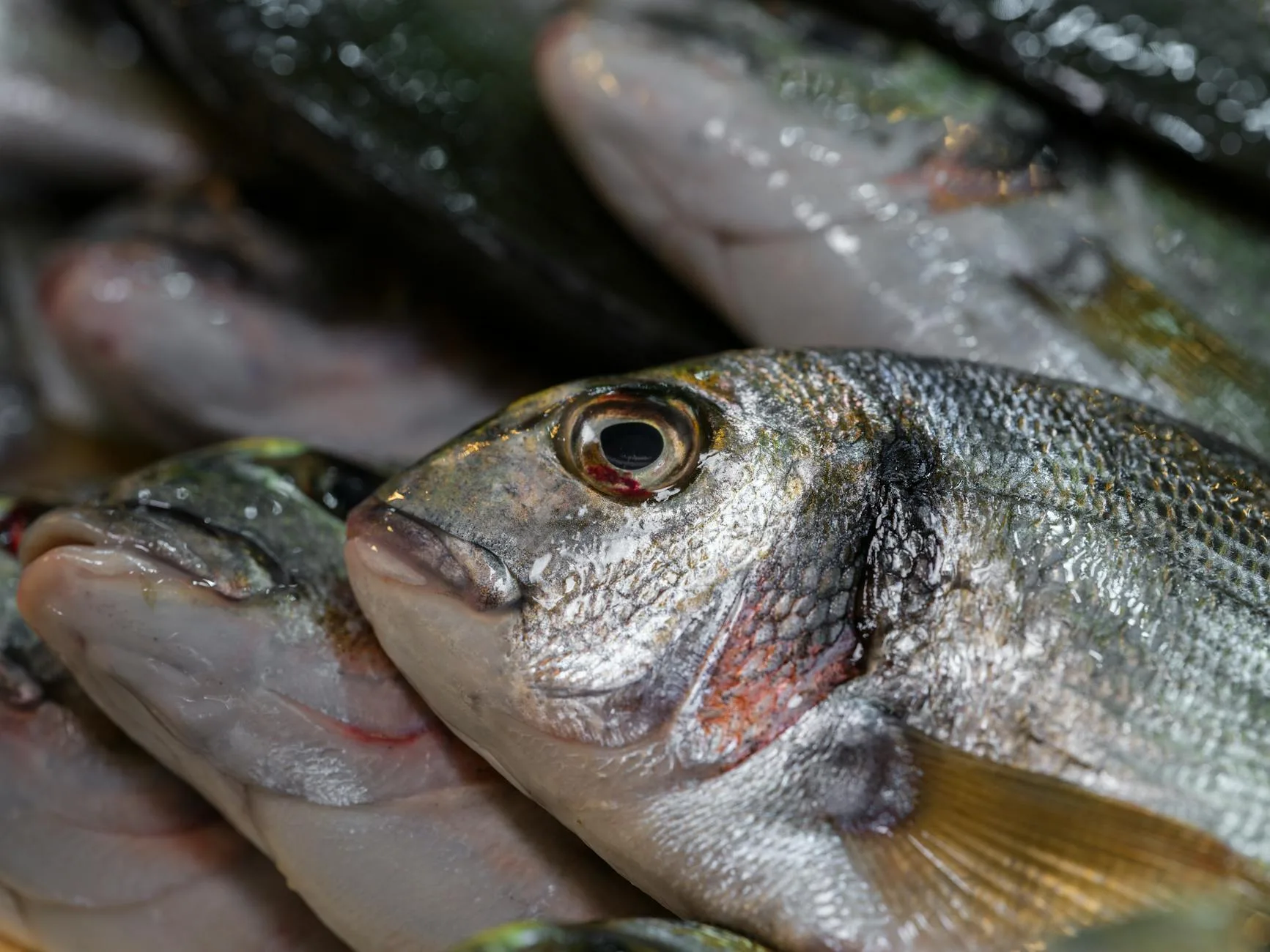 Les restaurants de poissons et fruits de mer