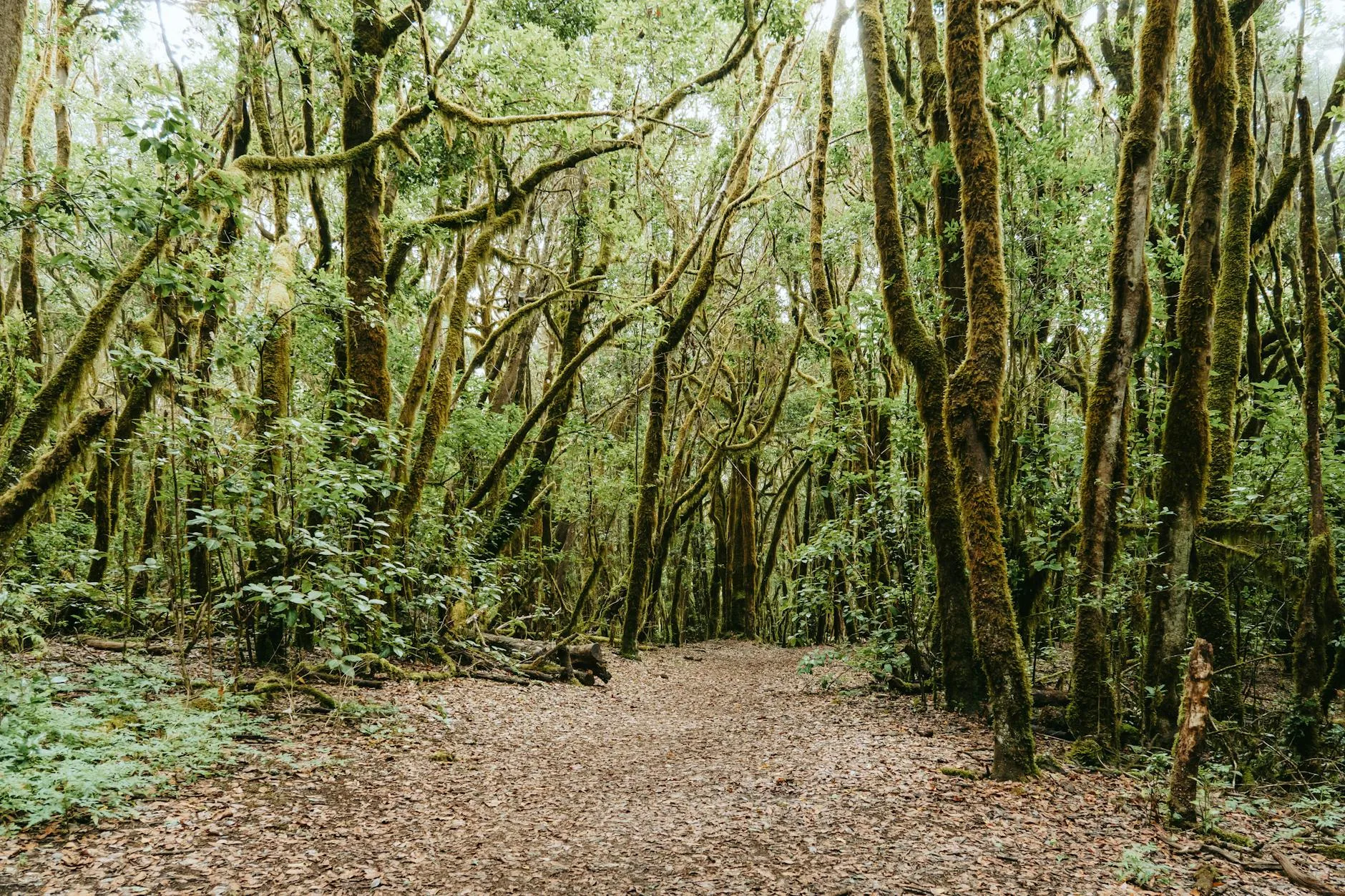 Le parc national de Garajonay : la forêt primaire de La Gomera